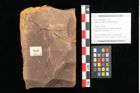 Foto (Objekt + Etikett) von Quercus mediterranea, Unger (NHMW-GEO-2024-0188-0949)